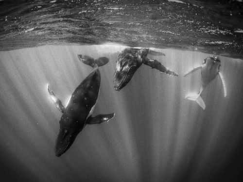 exterum:  (via Humpback Whales Picture, Tahiti Wallpaper - National Geographic Photo of the Day) 