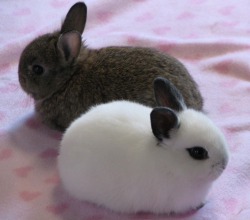 Minxe:  Two Little Buns Buns Buns 