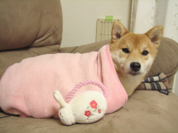 shibas wrapped in blankets