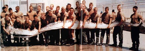     The King of Herrings is the worlds longest species of bony fish. The average length is 6-9 metre