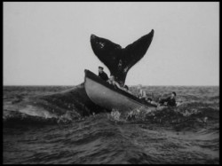 wasbella102:  Nantucket Whalers 