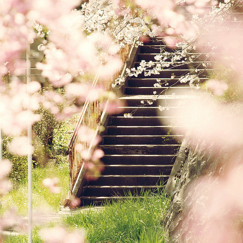 fuckyeahjapanandkorea:  　 (by sunny.papico) 