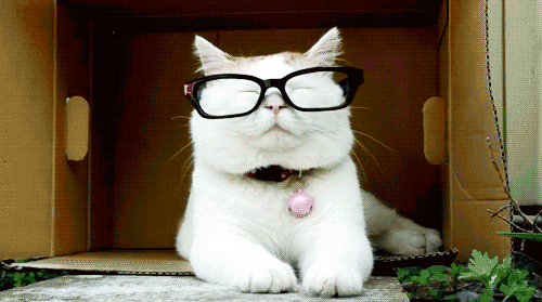 Humor Gif