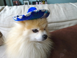 tommypom:  cinco de mayo is around de la corner! 