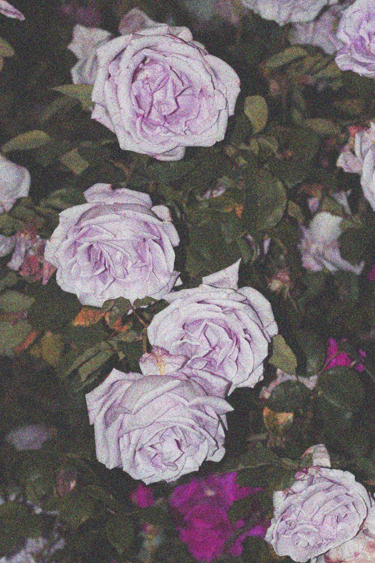 znf:  Bloom.by, me  