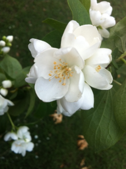 Flowers From My Grandmas Garden