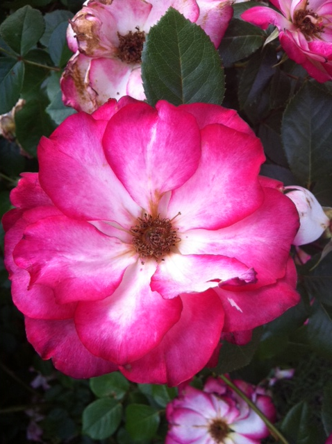 Flowers from my grandmas garden