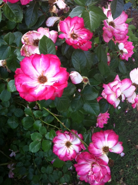 Flowers from my grandmas