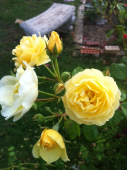 Yellow roses from my grandmas house tonight,iphone