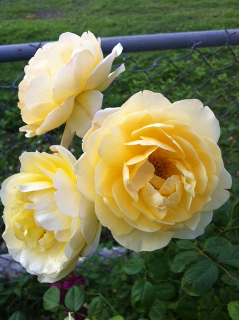 Sex Yellow roses from my grandmas house pictures