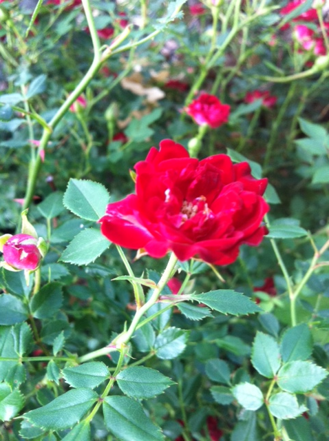 Flowers from my grandmas house