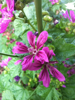 Purple Flowers From My Grandmas Garden