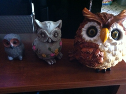 My Family Of Hooters (Owls)