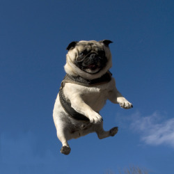 thefluffingtonpost:  Pug Immediately Regrets Buying Trampoline A Seattle pug named Franklin saw a trampoline at Target and did what any other self-respecting American would in that situation — he slapped down his debit card and rolled that sucker home.