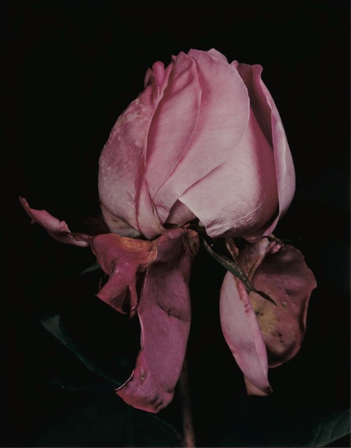 “Roses” by David Sims for Visionaire #40