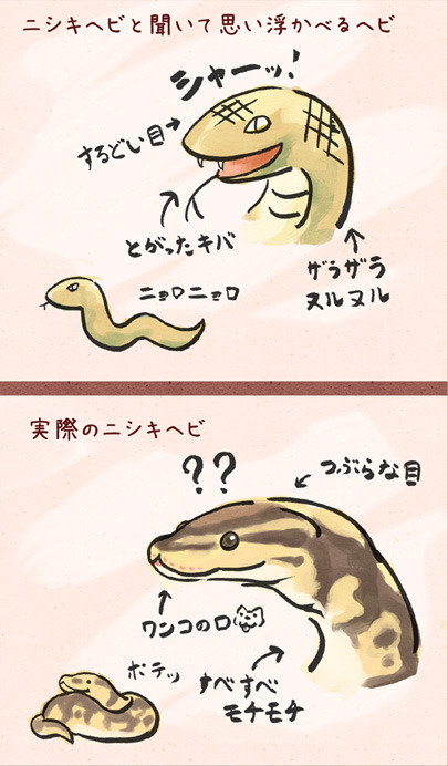 dendropsyche:  8bit-ghost:  cicerosaidwhatnow:  snakeeaters:  gakujin:  (via 【拡散】大勢の人にこの事実を知って欲しい【ニシキヘビ】… on Twitpic)   I reblogged this just a short time ago, but then my boyfriend decided to do