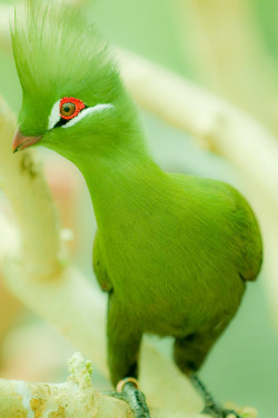 magicalnaturetour:  ギニアエボシドリ by nagashima on Flickr. :)  I love animals that look like they have mohawks 