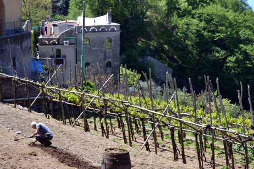 A gardener in Ravello prepares his soil for spring planting.