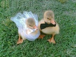 operationinfuriatedpunishment:  theaprilsmeow:  thefrogman:  Baby ducks are ruining the sanctity of marriage.   God damn motherduckers  adam and eve, not huey and louie 