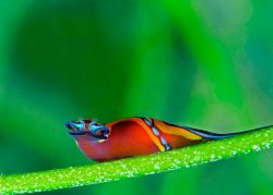 the-star-stuff:  Best Underwater Pictures: Winners of 2012 Amateur Contest 1. Overall Winner. A headshield sea slug pauses on a blade of grass in the U.S. Virgin Islands in the winning image of the University of Miami’s 2012 amateur Underwater Photography