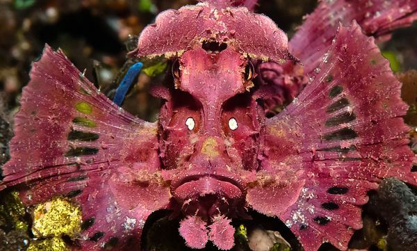 the-star-stuff:  Best Underwater Pictures: Winners of 2012 Amateur Contest 1. Overall