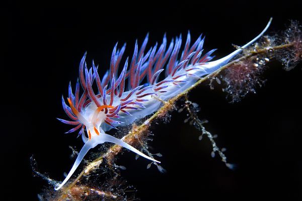 the-star-stuff:  Best Underwater Pictures: Winners of 2012 Amateur Contest 1. Overall