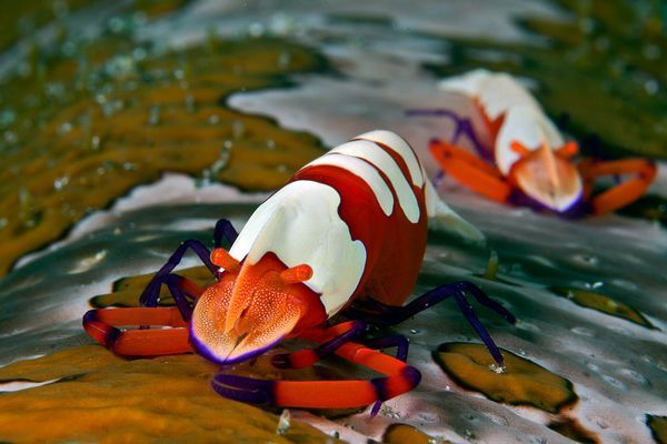 the-star-stuff:  Best Underwater Pictures: Winners of 2012 Amateur Contest 1. Overall