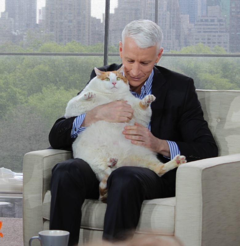 anderson:  Anderson meets Meow, the 37-lb cat (the equivalent of a 600-lb person),