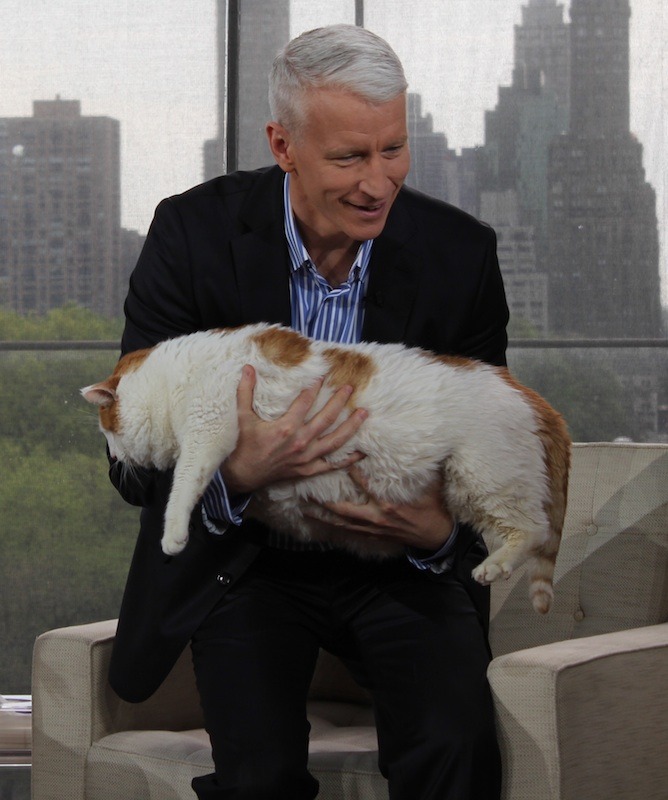 anderson:  Anderson meets Meow, the 37-lb cat (the equivalent of a 600-lb person),