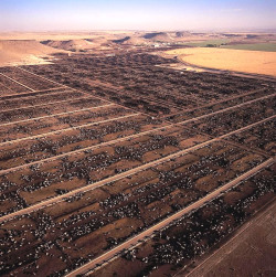 thisisnotsustainable:The Simplot Feedlot