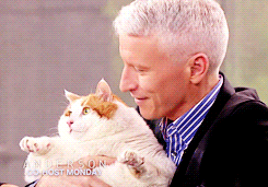 tonystaarks:  what-the-fandom:  fucka-duck:  It’s like the cat realizes whose holding it in the second gif  ERHMAHGERD ANDERSERN CERPER  #omg why cant everybody be like anderson cooper 