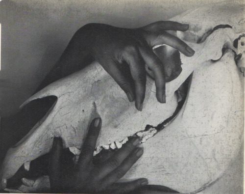 almostanobject: STIEGLITZ. OKeeffe’s Hands and Horse’s Skull. 1930.