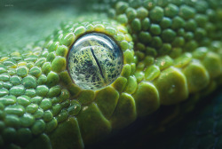 magicalnaturetour:   “Eyes on You. (III)” by Amizyo Hairie ~ Close up of the Green Tree Python :) 