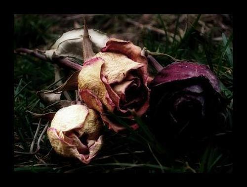dreamsinthyme:  Wait and Hope Some things must die in order for other things to be