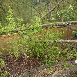 There is a wind storm. A tree just took out