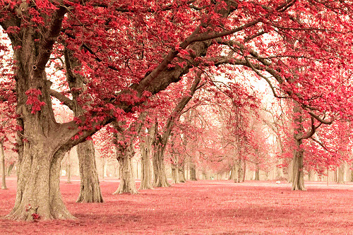 radiant-health-blog