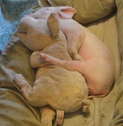 squishycritters:  cute animals with stuffed