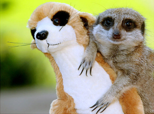 squishycritters:  cute animals with stuffed toys of themselves. 