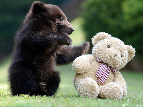 squishycritters:  cute animals with stuffed toys of themselves. 