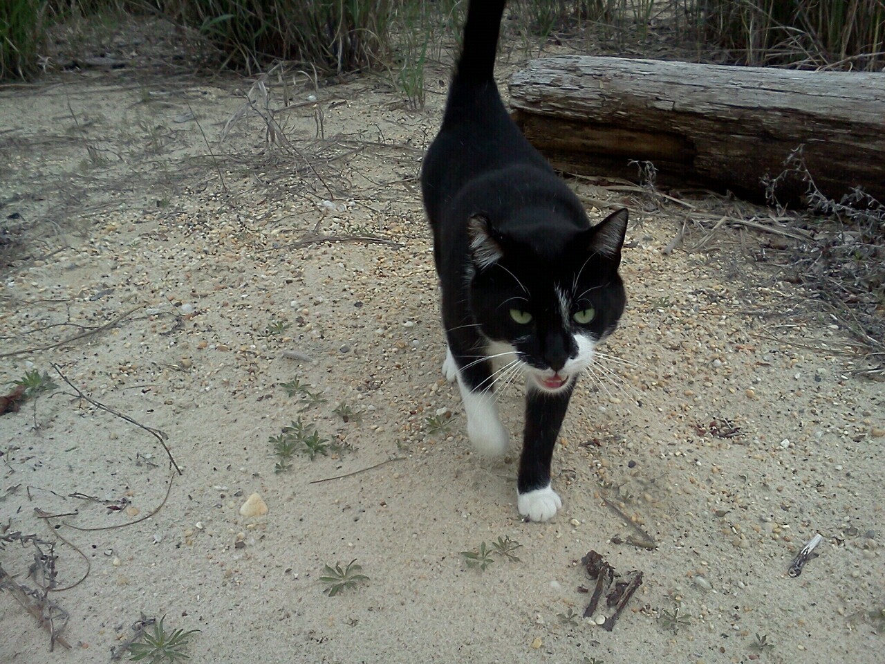 Gilbert the beach kitty!