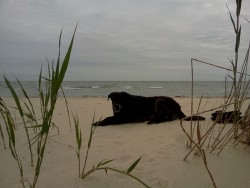 Buddy the beach dog!