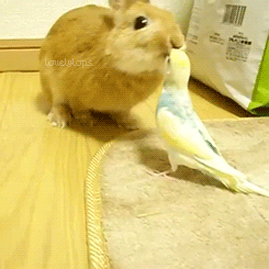 lovelylops:  ϟ  there are sooo many cuuute animals on my dash today. omg <3