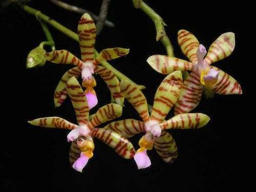 Phalaenopsis fasciata, native to the Philippines. The flowers produced by this species are long-lasting, waxy and fragrant; inflorescences are able produce flowers for years. Photograph by epicphals.