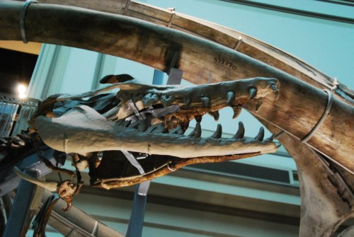 myampgoesto11:  MYAMPGOESTO11: Basilosaurus (taken at the Smithsonian, 2011) HUGE thanks to crownedr