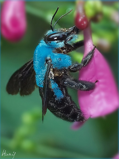 chondrichthyessir:  zooophagous:  duct-tape-duke:  prolapseofelidae:  Xylocopa caerulea