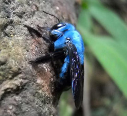 perspicaciousembroiderist:  zooophagous:  duct-tape-duke:  prolapseofelidae:  Xylocopa caerulea “Blue Carpenter bee”  HOLY SHIT THEY’RE BLUE  Blue carpenter bees are the best  … COBALT THIS NEEDS YOUR IMMEDIATE ATTENTION 