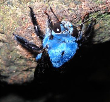 chondrichthyessir:  zooophagous:  duct-tape-duke:  prolapseofelidae:  Xylocopa caerulea