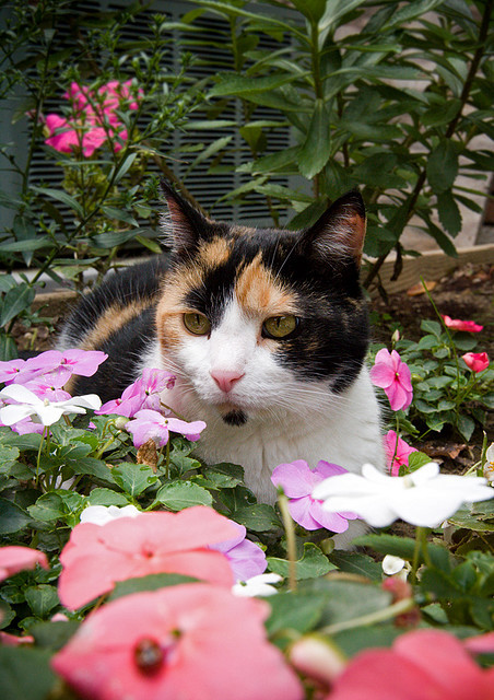 cybergata:Kitty by Rob Boudon on Flickr.