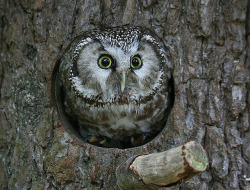 fat-birds:  Boreal owl - Raufußkauz by pe_ha45 on Flickr. 