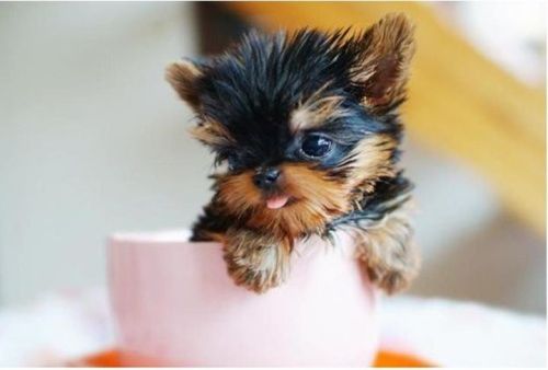 To stay with the current theme, here’s a cup-o-cuteness!